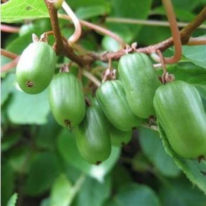 Актинидия аргута "Вейки"