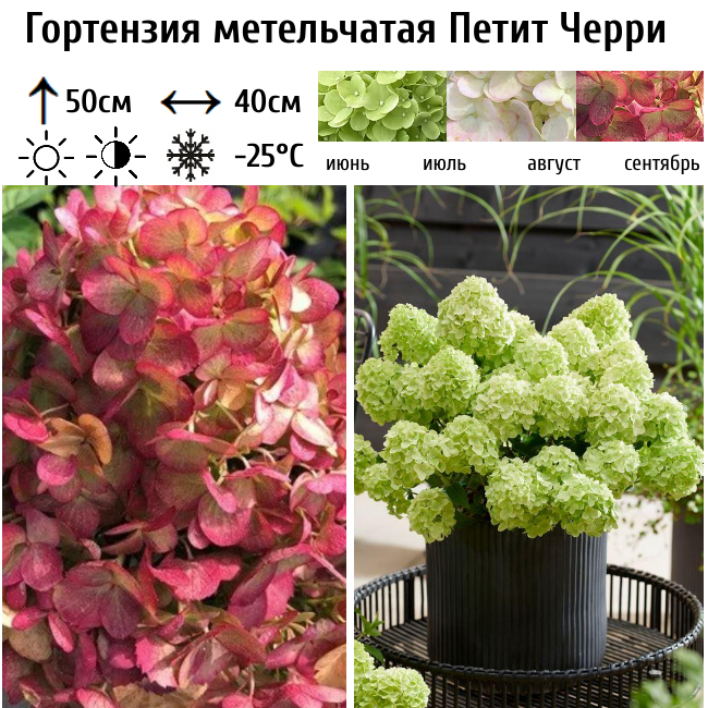 Гортензия метельчатая "Петит Черри"