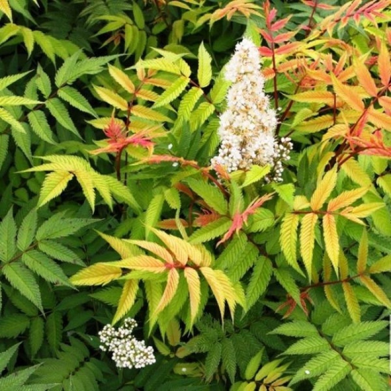 Рябинник рябинолистный "Сэм"