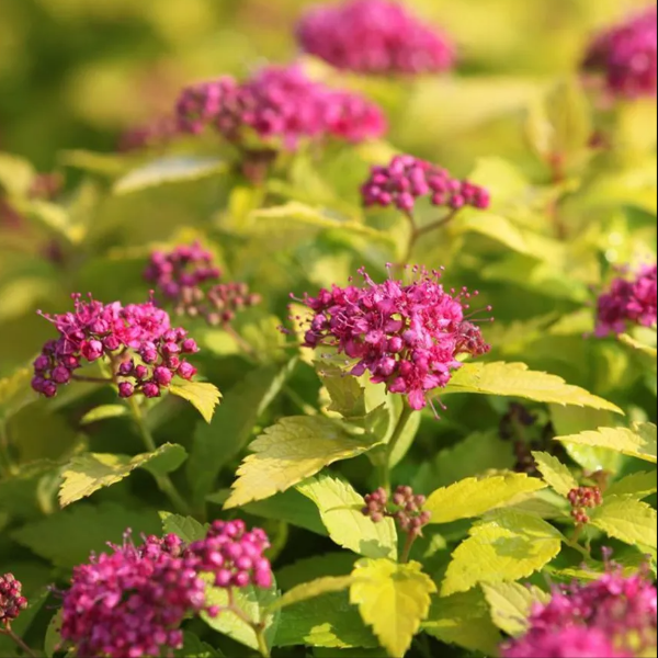 Спирея японская "Голден Джек"