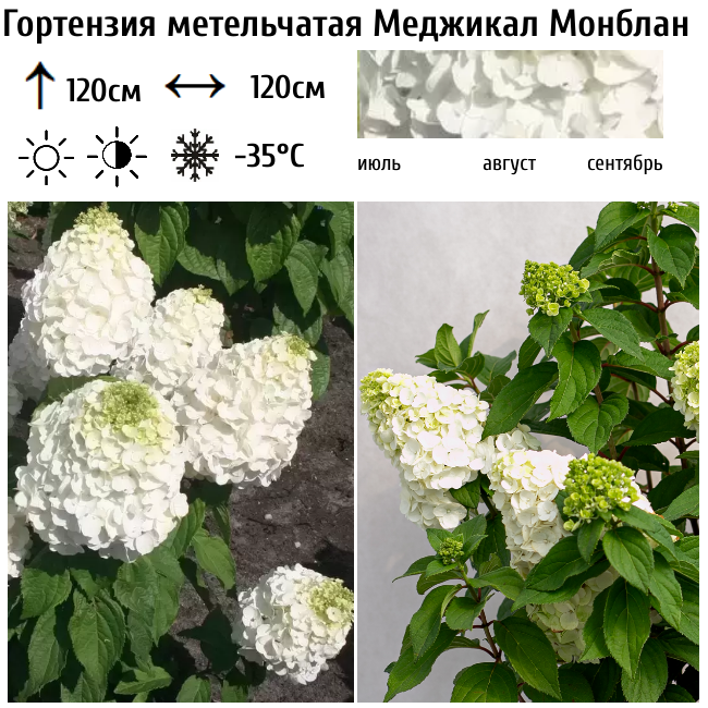 Основное изображение товара