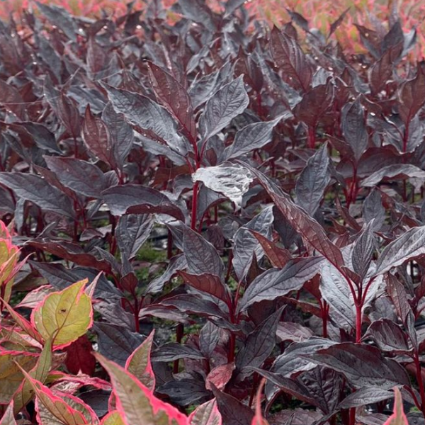 Дерен белый "Найтфолл"