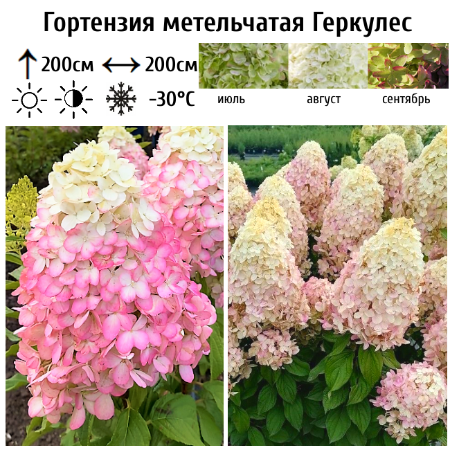 Гортензия метельчатая "Геркулес"