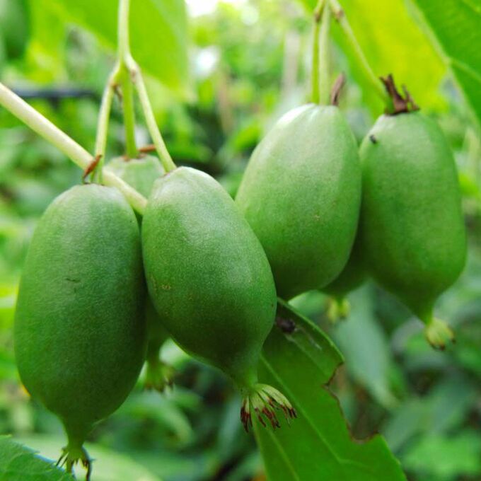 Актинидия аргута "Иссаи"