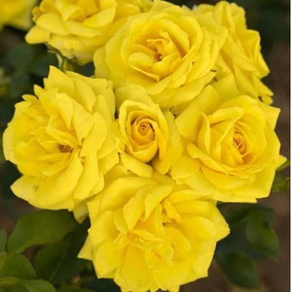 Роза полиантовая "Carte d"Or"