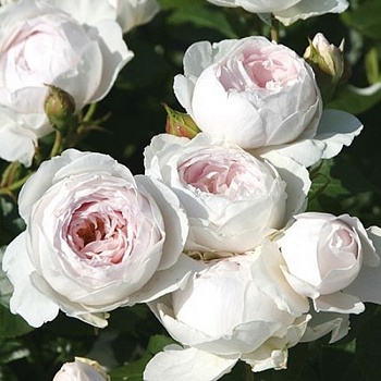 Роза флорибунда "Herzogin Christiana" 