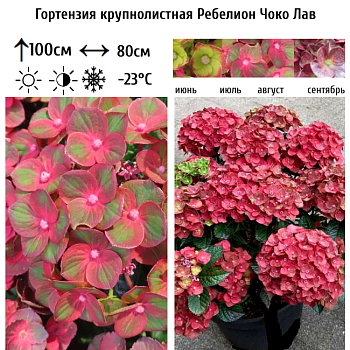 Гортензия крупнолистная "Ребелион Чоко Лав" 