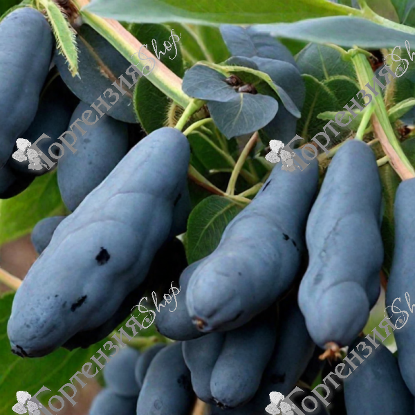 Жимолость "Сильгинка"