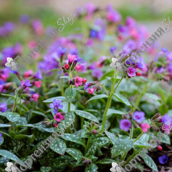 Медуница гибридная "Смоки Блю"