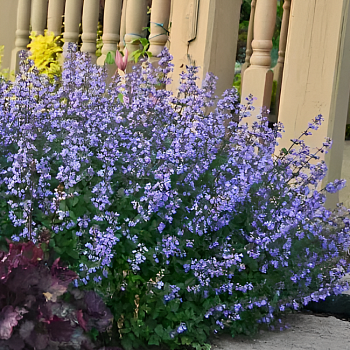 Котовник фассена "Парсиан Блю" 