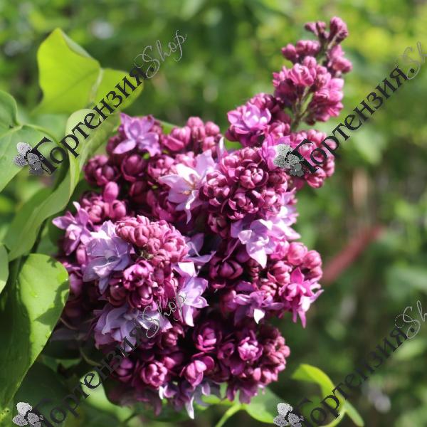 Сирень обыкновенная "Маршал Малиновский"