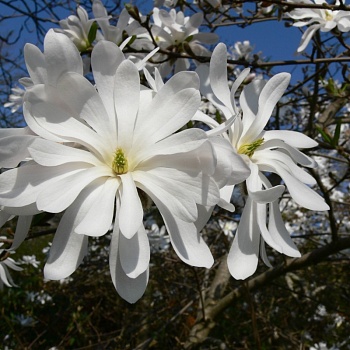 Магнолия звёздчатая 