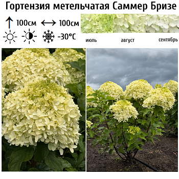 Гортензия метельчатая "Саммер Бризе" 