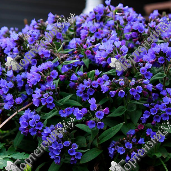 Медуница гибридная  "Блю Энсайн"