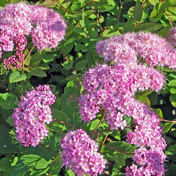 Спирея японская "Оденсала" 