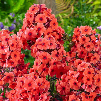 Флокс метельчатый "Юник Оранж" 