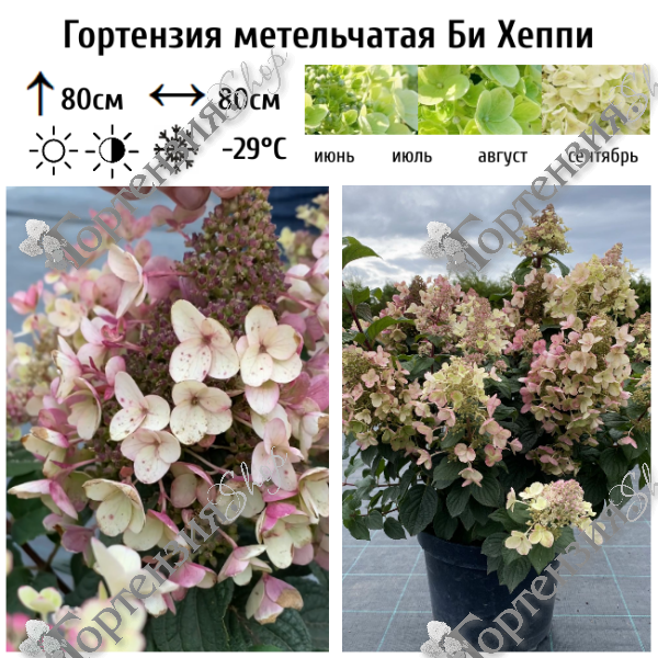 Гортензия метельчатая "Би Хеппи"