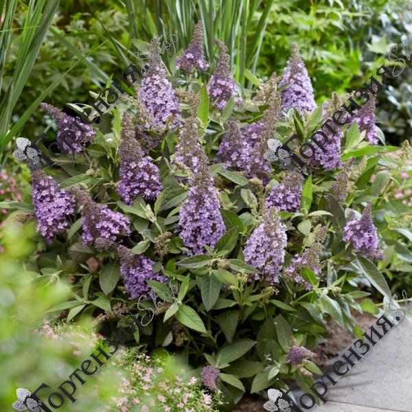 Буддлея Давида "Баттерфляй Канди Литтл Лила"