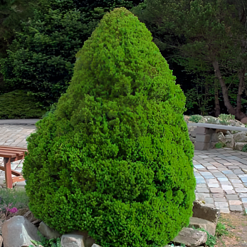 Ель сизая "Коника" 