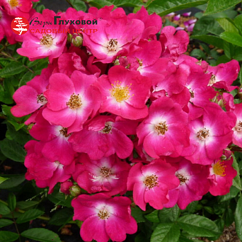 Роза полиантовая "Red Ballerina" 